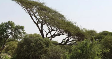 Somaliland Ecosystem Restoration