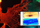 Kilauea Volcano Ash contributes to Plankton Bloom