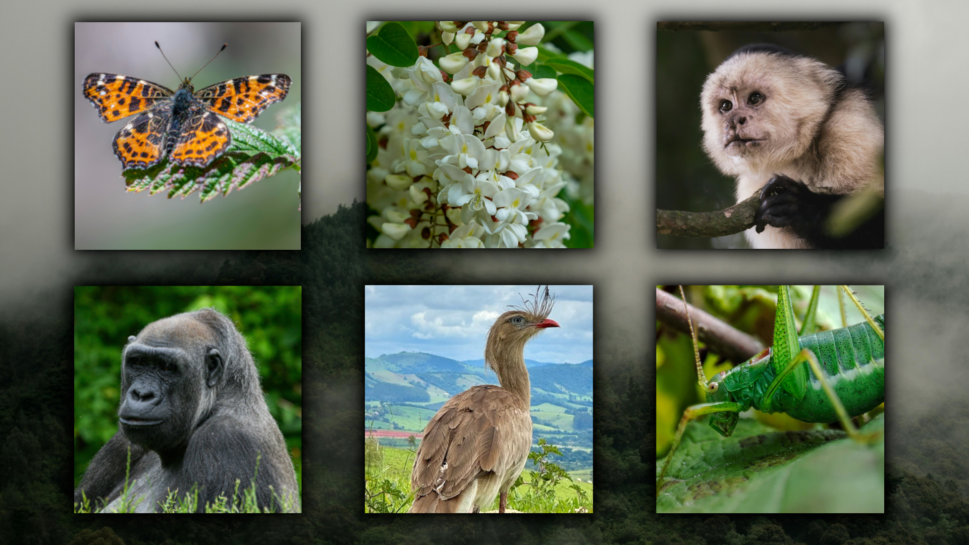 International Biodiversity Day 2025: Help Life Thrive in All its Forms ...