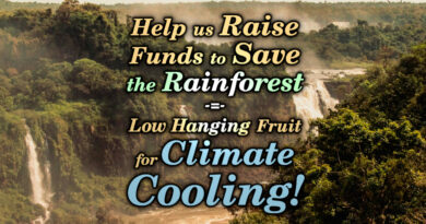 Funding climate change reversal by repairing the rainforest!
