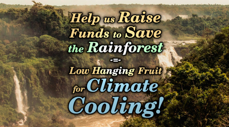 Funding climate change reversal by repairing the rainforest!