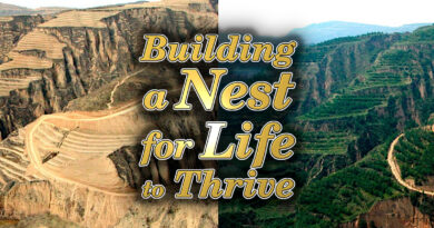 Building a Nest for Life to Thrive