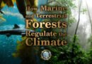 Marine and Terrestrial Forests Affect the Climate