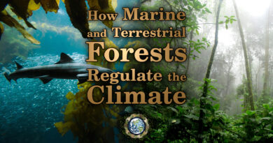 Marine and Terrestrial Forests Affect the Climate