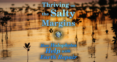 Halophytes in Earth Repair