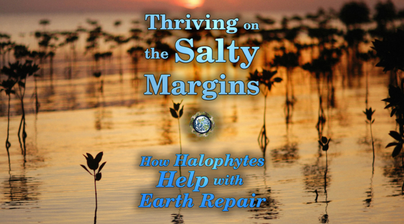 Halophytes in Earth Repair